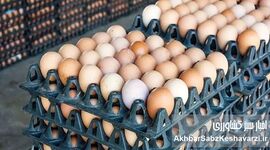 قیمت واقعی یک شانه تخم‌مرغ چقدر است؟ پاسخ صریح مرغداران