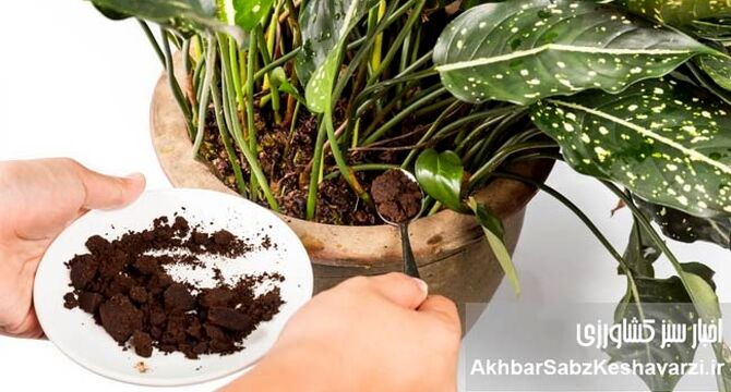 آشنایی با کودهای مناسب انواع گیاهان آپارتمانی 