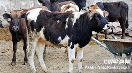 تحلیل اپیدمیولوژیک بیماری تب‌برفکی سویه SAT‑1 در ایران