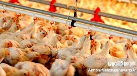 طوفان گرانی مرغ در راه است؟