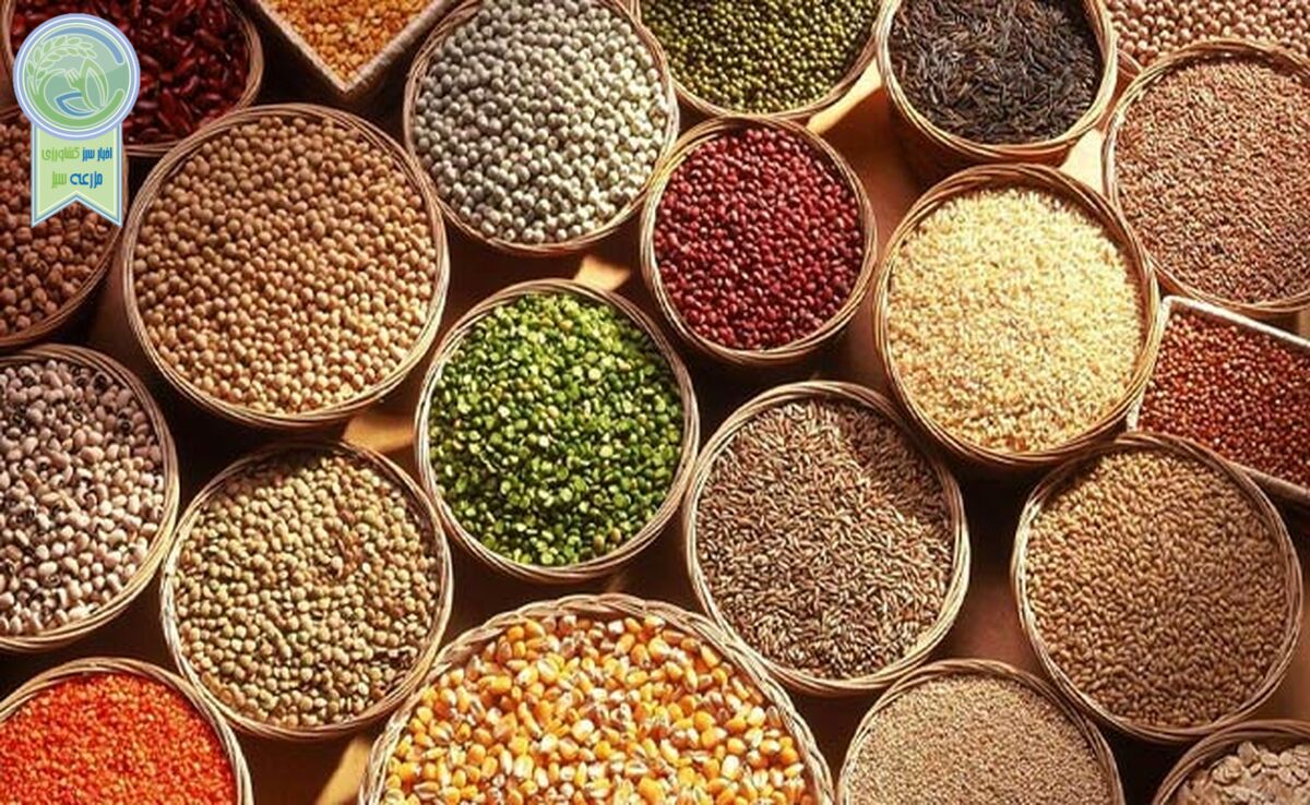 تامین ۹۵ درصد بذر کشور توسط تولیدکنندگان بخش خصوصی

