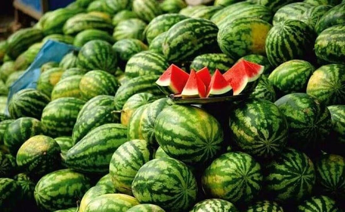رکوردشکنی هندوانه و گوجه‌فرنگی در سال گذشته

