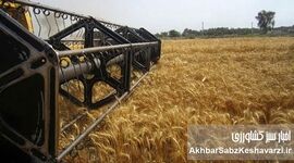 نقشه جدید غلات جهان؛ ایران و روسیه در آستانه شاهراه گندم