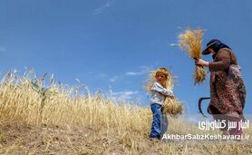 کاهش 10 درصدی خرید تضمینی گندم