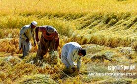 کاشت برنج در بلوچستان؛ کشت برنج در دل خشکسالی آبی در آسیاب بحران است