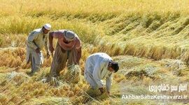 کاشت برنج در بلوچستان؛ کشت برنج در دل خشکسالی آبی در آسیاب بحران است