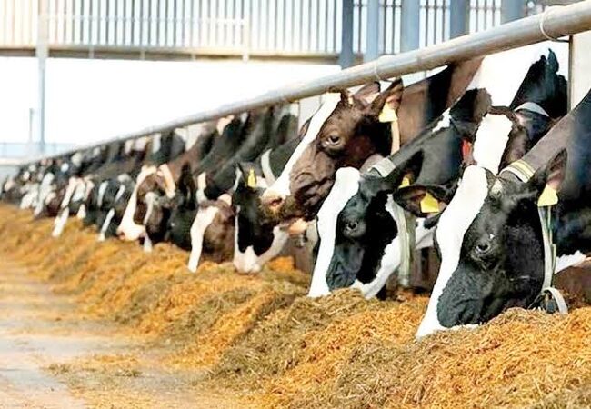 آیا بارندگی پاییزی خطر بیماری‌های دام را افزایش می‌دهد؟