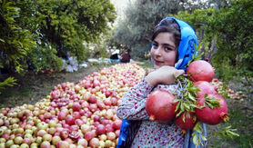 تولیدات کشاورزی ایران ۴ برابر افزایش یافت