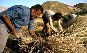 پرداخت 40 همت از مطالبات گندمکاران به زودی

