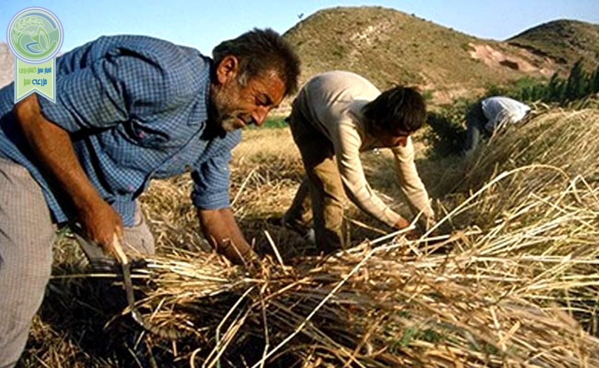 پرداخت 40 همت از مطالبات گندمکاران به زودی


