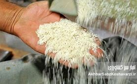 ریزش قیمت برنج هندی و پاکستانی؛ آرامش موقت یا روند پایدار؟