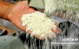 ریزش قیمت برنج هندی و پاکستانی؛ آرامش موقت یا روند پایدار؟