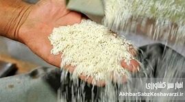 ریزش قیمت برنج هندی و پاکستانی؛ آرامش موقت یا روند پایدار؟