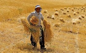 افزایش 12 درصدی خرید تضمینی گندم

