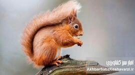 سنجاب ایرانی؛ مهندس بلوط‌زارهای زاگرس / هشدار درباره زنده‌گیری و قاچاق