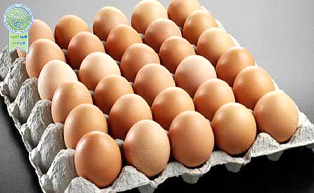 قیمت هر شانه تخم مرغ ۳۰ هزار تومان افزایش یافت

