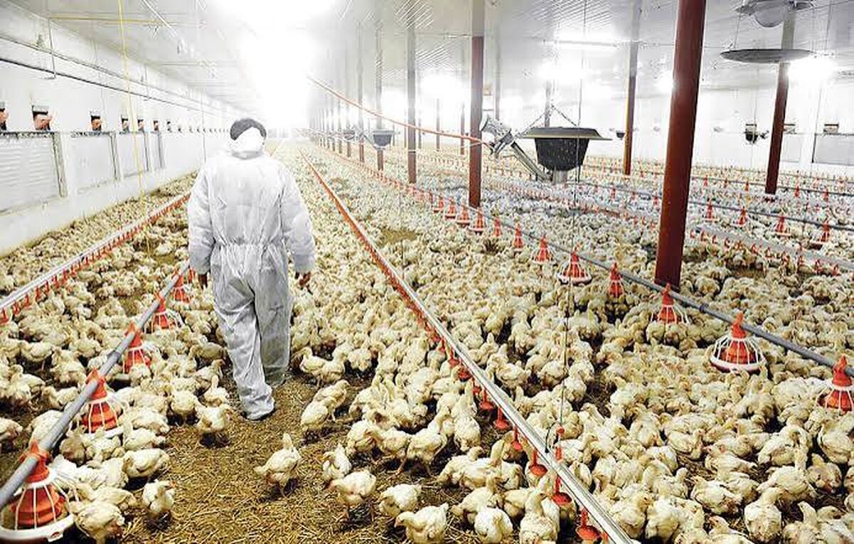 چراغ قرمز بحران صنعت طیور در بن‌بست قیمت‌گذاری