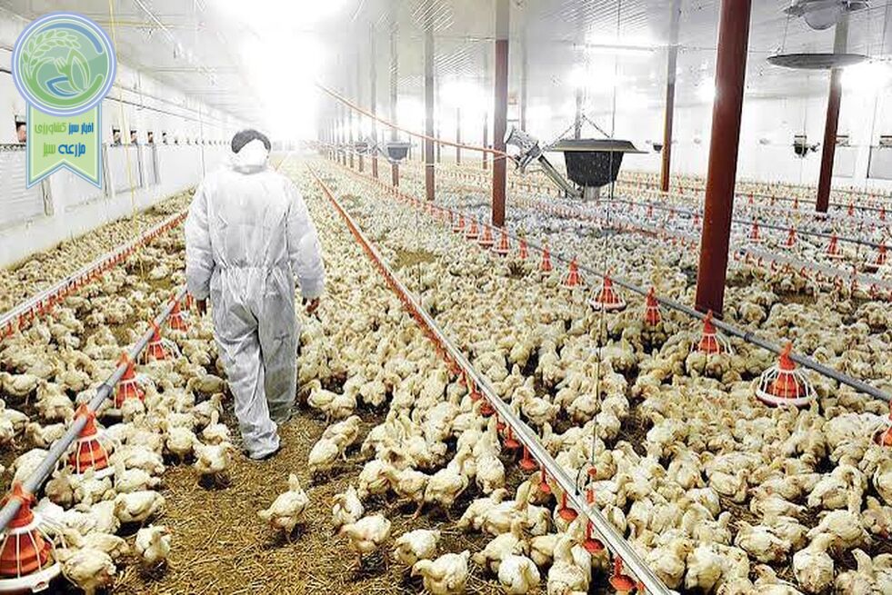 چراغ قرمز بحران صنعت طیور در بن‌بست قیمت‌گذاری