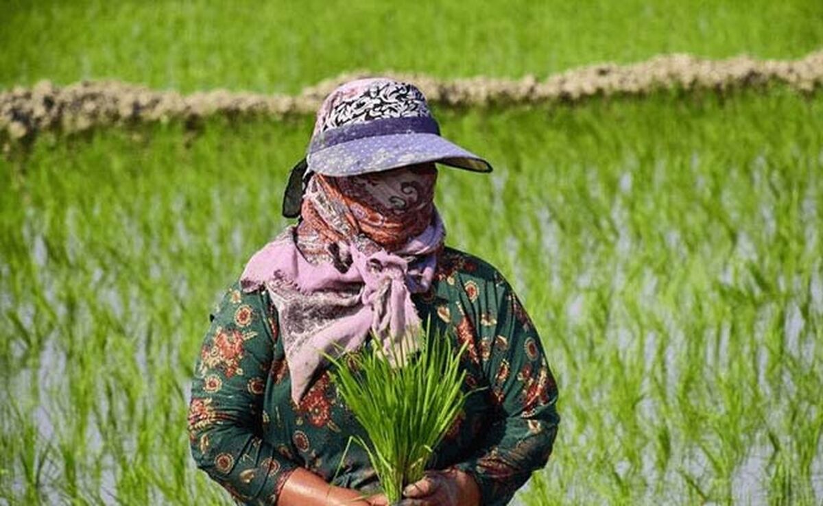 ناترازی به بازار «برنج» رسید

