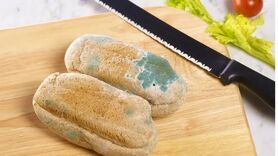 علت کپک زدن نان و راه‌های جلوگیری از خراب شدن آن