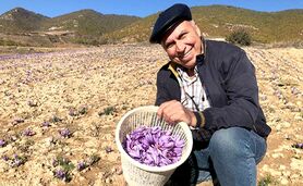 زعفران روستای وامنان، سالم‌ترین زعفران کشور+ ویدئو


