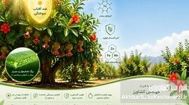تقویت‌کننده (بوستر) باغات انار در مرحله گلدهی