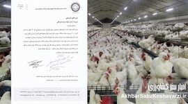 اتحادیه سراسری مرغداران گوشتی: بازارگاه قفل شده، تولید مرغ در آستانه سقوط+نامه