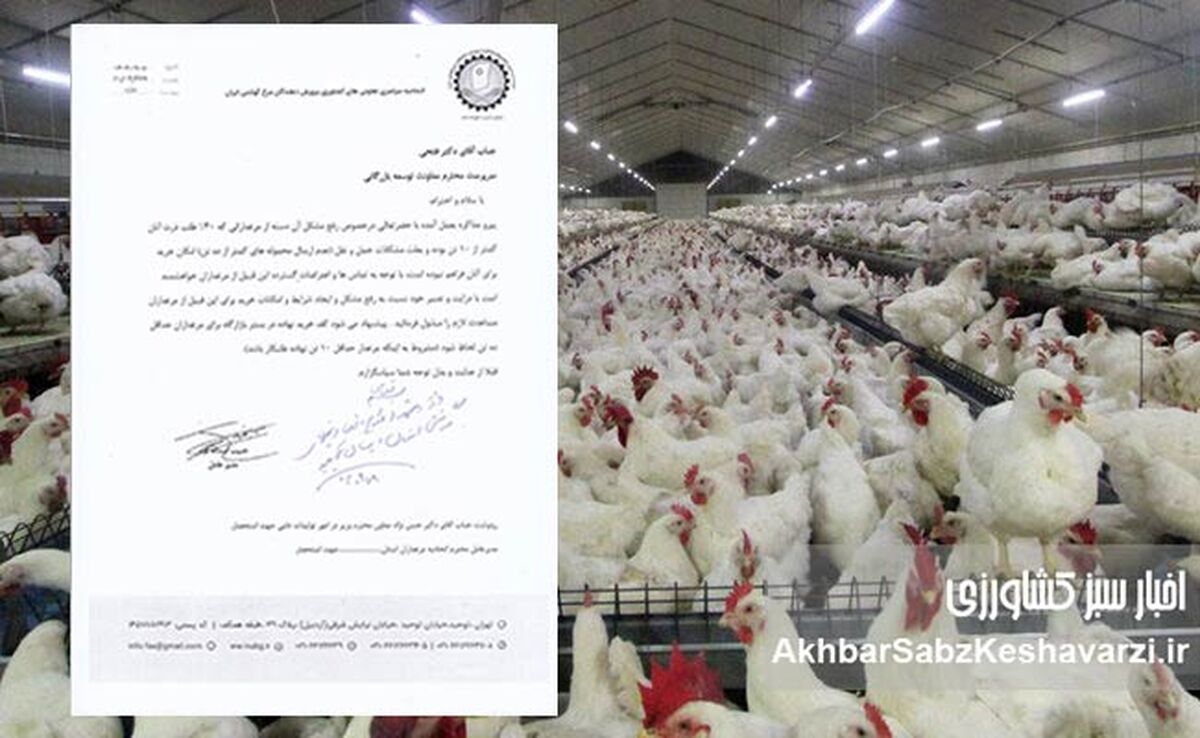 اتحادیه سراسری مرغداران گوشتی: بازارگاه قفل شده، تولید مرغ در آستانه سقوط+نامه