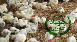 ضعف و عدم استقلال وزیر کشاورزی؛ کاهش جوجه‌ریزی در آستانه سال نو