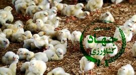 ضعف و عدم استقلال وزیر کشاورزی؛ کاهش جوجه‌ریزی در آستانه سال نو