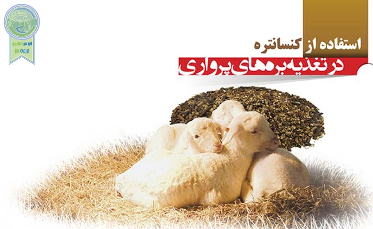 استفاده از کنسانتره در تغذیه بره‎ های پرواری

