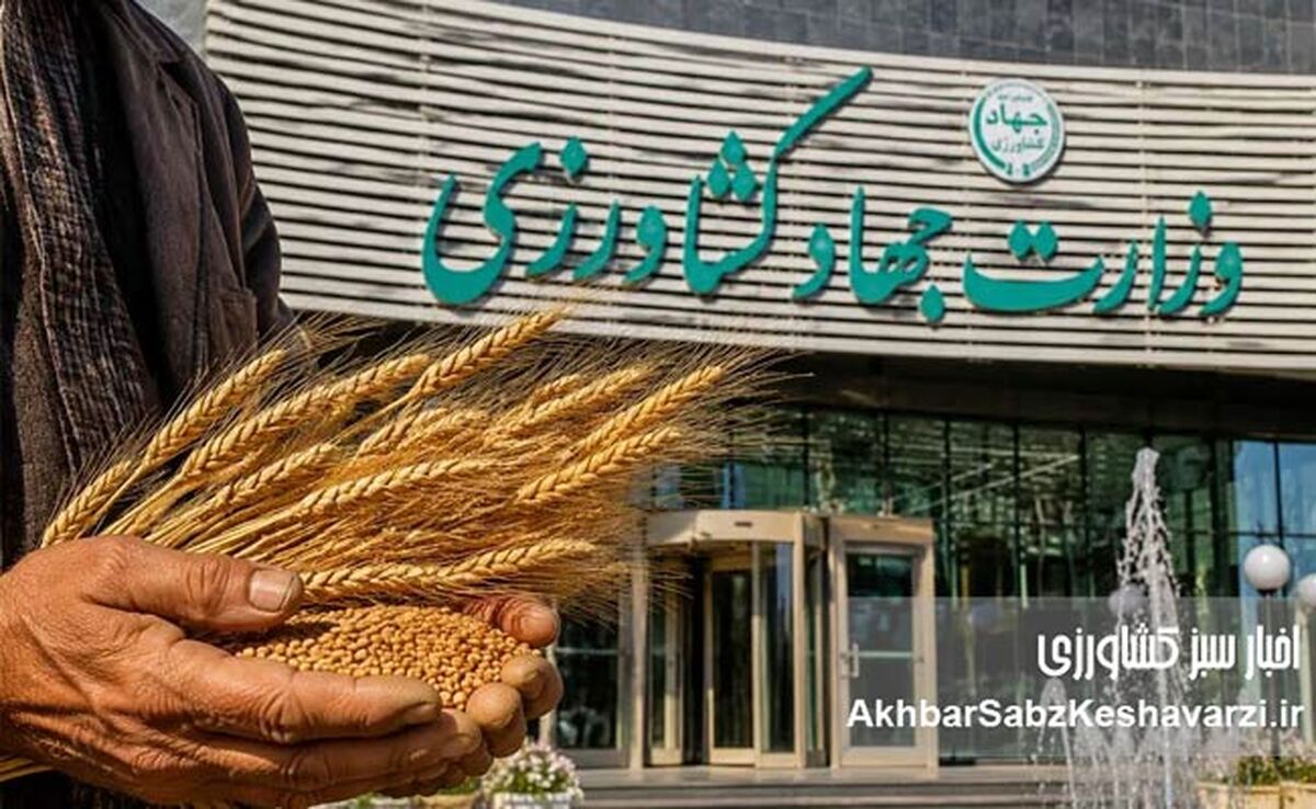 ​۱۴.۵ میلیون تن گندم؛ واقعیت تولید کجاست؟ مطالبه شفافیت از وزارت جهاد کشاورزی