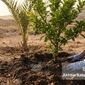 راهکارهای افزایش مقاومت نخل و مرکبات در برابر گرمای شدید و شوری خاک  