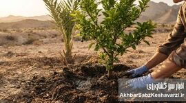 راهکارهای افزایش مقاومت نخل و مرکبات در برابر گرمای شدید و شوری خاک  
