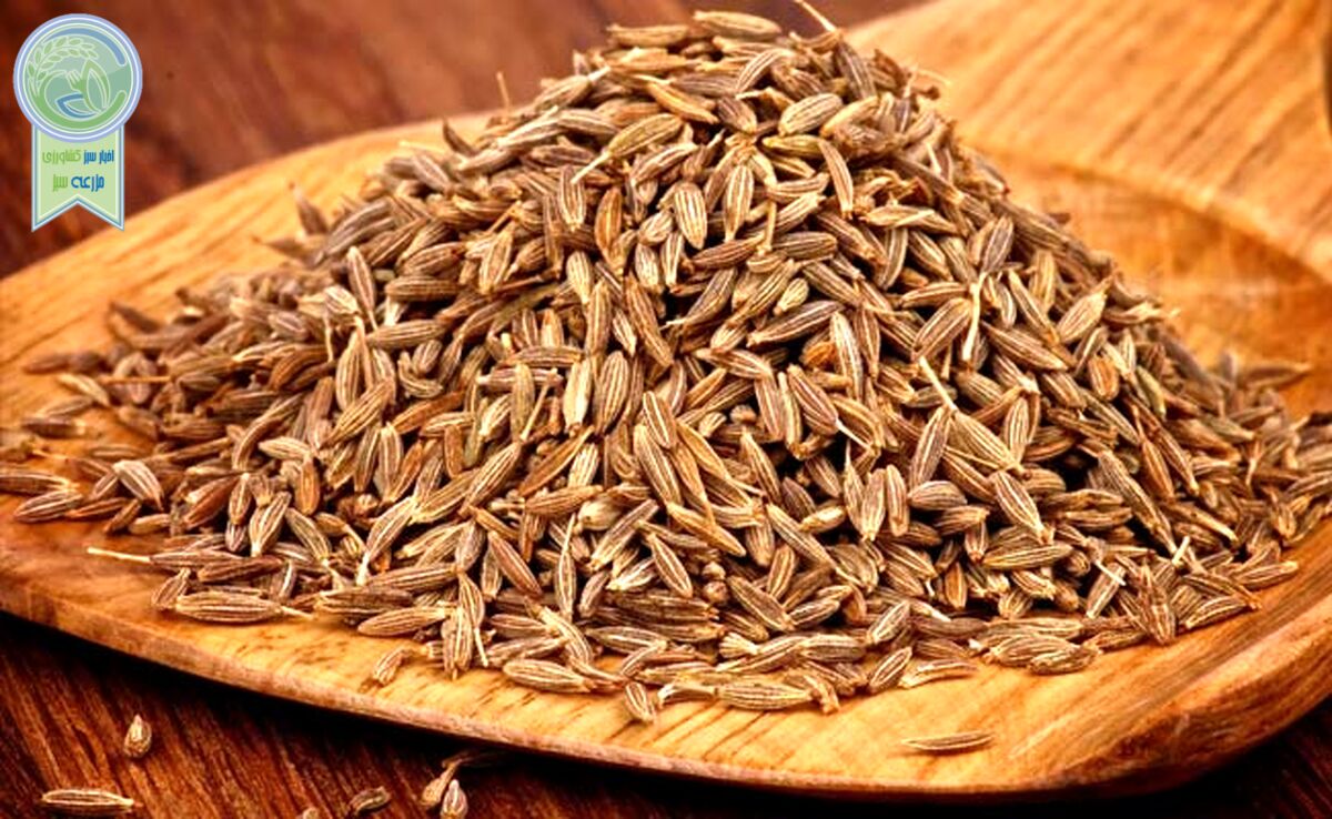 دنیای شگفت‌انگیز زیره؛ از ادویه معمولی تا دارویی معجزه‌گر

