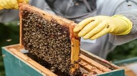 راهکارهای مدیریت هوشمند زنبورستان

