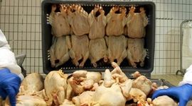 تعادل بازار و ایجاد درآمد ارزی با صادرات مستمر مرغ

