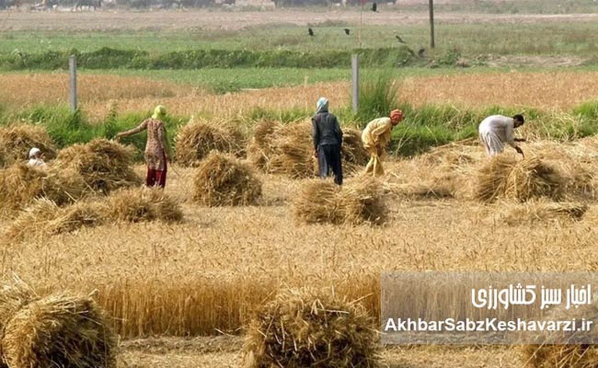 مطالبات گندمکاران؛ ضرورتی اجتناب‌ناپذیر برای امنیت غذایی کشور