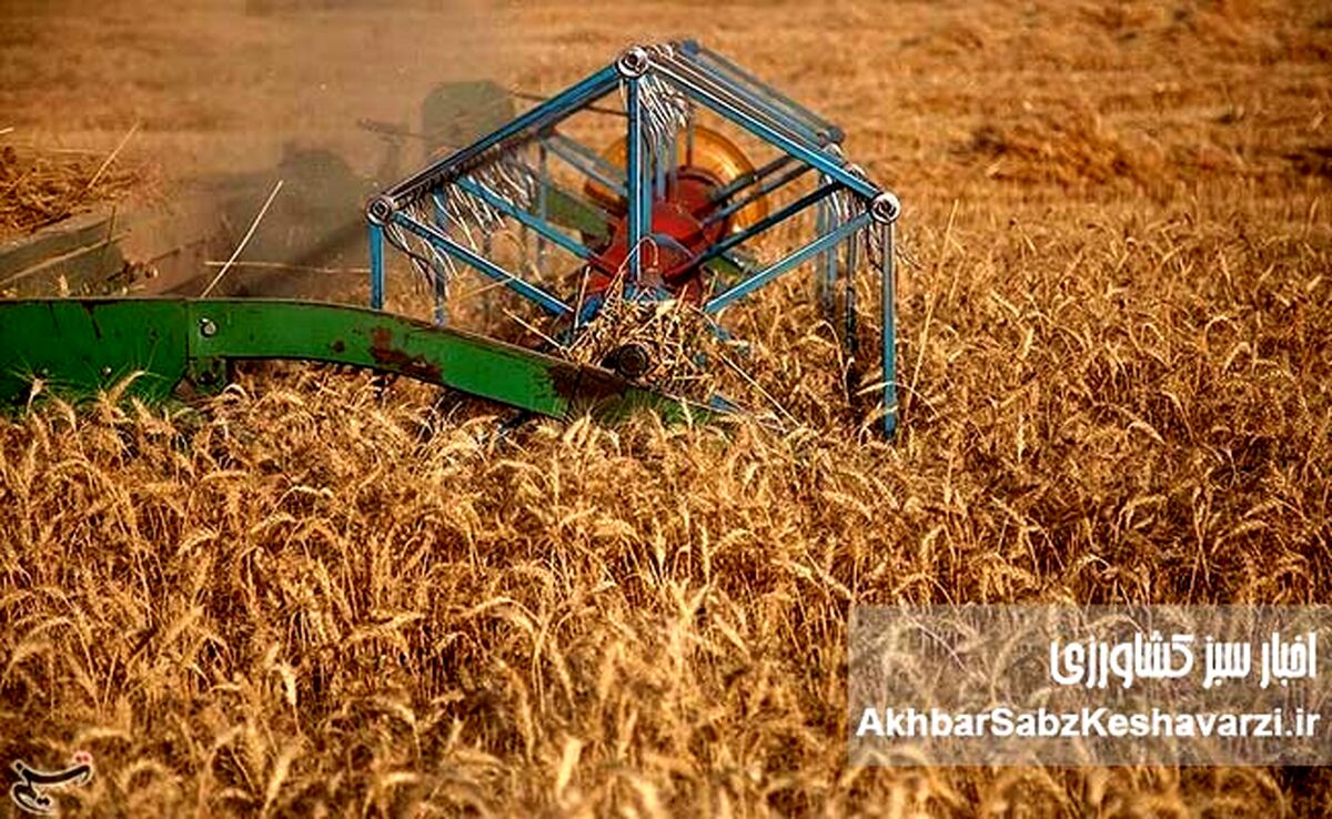 کاهش تولید گندم با قیمت‌گذاری ناعادلانه: آیا خودکفایی از دست می‌رود؟