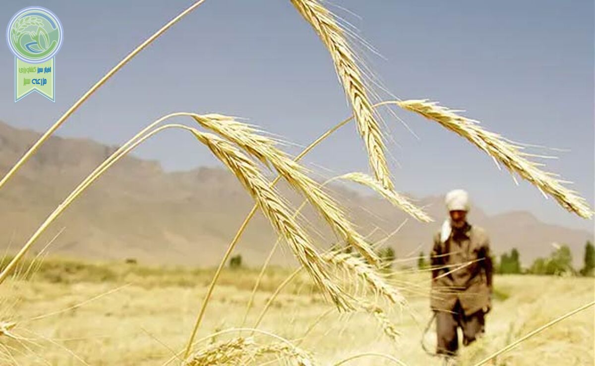  نرخ خرید تضمینی گندم تغییر نکرد


