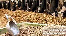  ۴۵ هزار میلیارد تومان؛ فقط نوک کوه یخ فساد در واردات نهاده‌های دامی+ویدئو

