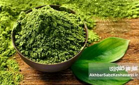 ماچا یا چای سبز؟ داستان پرطرفدارترین نوشیدنی سبز این روزها
