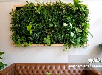 تزیین خانه با گیاهان طبیعی  