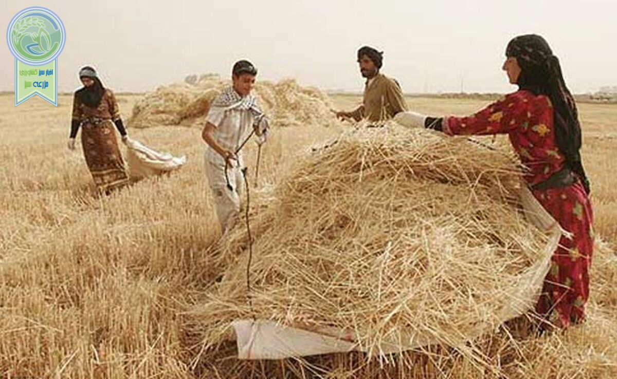 وقتی گندم به جای نان علوفه می‌شود/ قیمت ۲۰۵۰۰ تومانی دیگر جوابگو نیست