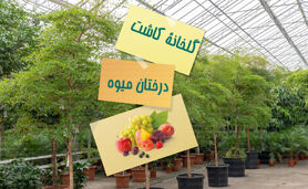 گلخانه کاشت درختان میوه

