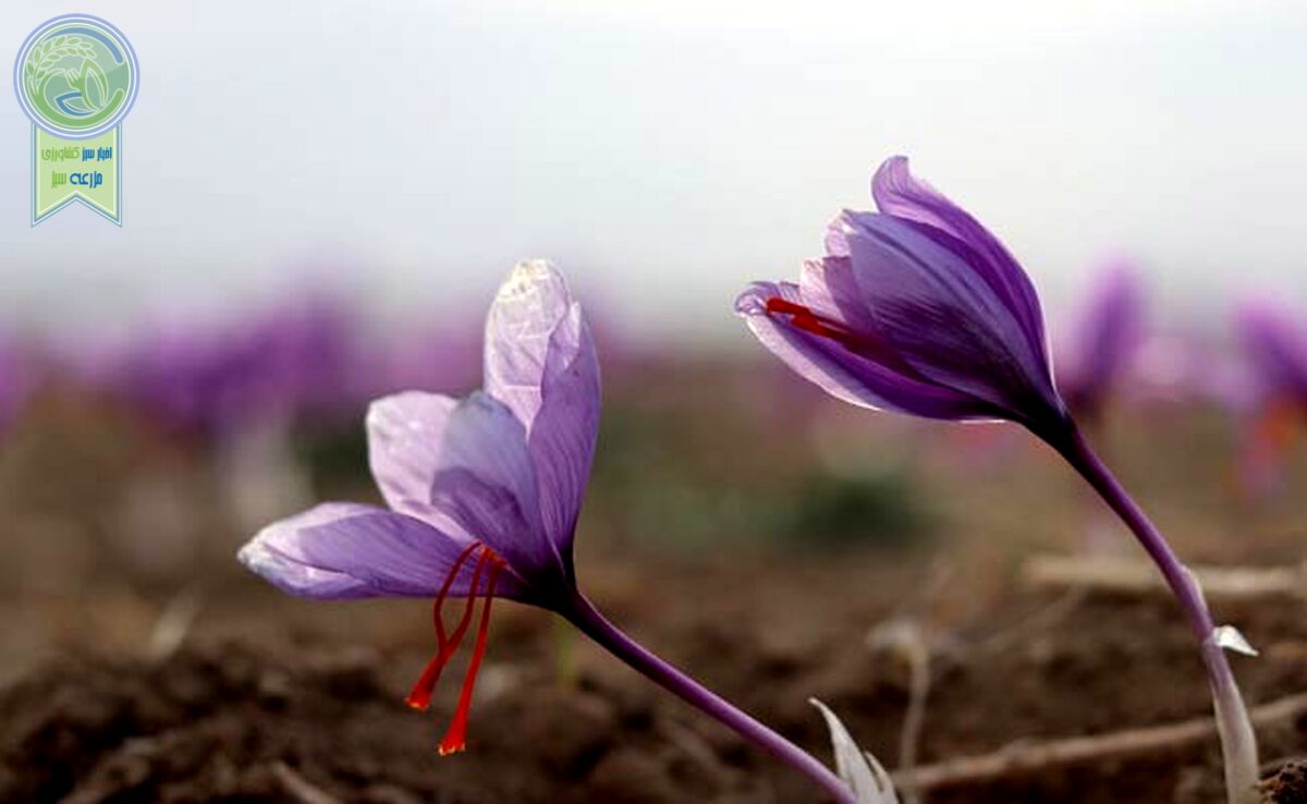 بازار زعفران ایران دو دستی تقدیم افغانستان شد

