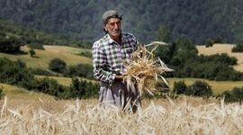 گلایه‌های دردناک گندمکار لرستانی از تاخیر در پرداخت مطالبات خود+ ویدئو

